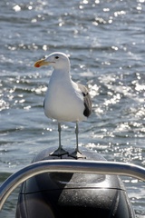 Larus dominicanus vetula