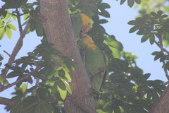 Amazona oratrix tresmariae