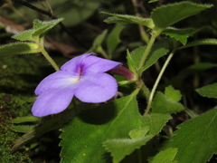 Achimenes longiflora