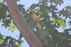 Amazona oratrix tresmariae
