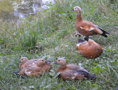 Tadorna ferruginea