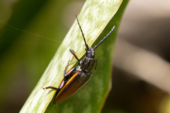 Solenoptera