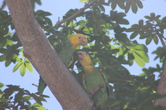 Amazona oratrix tresmariae