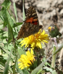 Vanessa cardui