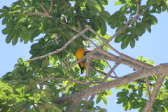 Icterus pustulatus graysonii