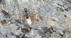 Formica fusca