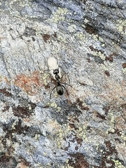 Formica fusca