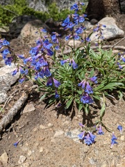 Penstemon virens