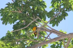 Icterus pustulatus graysonii