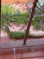 Ctenosaura pectinata