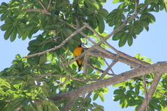 Icterus pustulatus graysonii