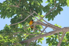 Icterus pustulatus graysonii