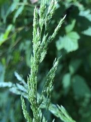 Agrostis exarata