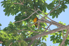 Icterus pustulatus graysonii