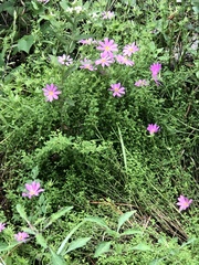 Sabatia dodecandra