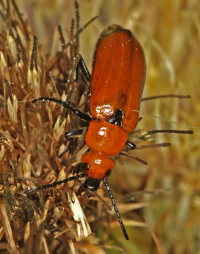 iNaturalist observation photo of Nemognatha