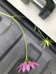Sabatia dodecandra