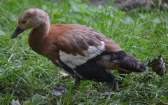 Tadorna ferruginea