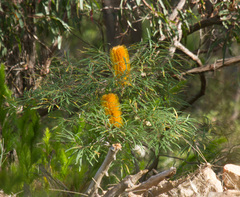 Banksia collina