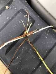 Sabatia dodecandra