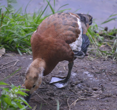 Tadorna ferruginea