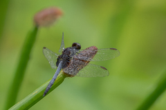 Erythrodiplax justiniana