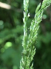 Agrostis exarata