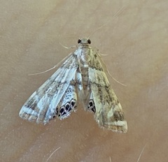 Neargyractis slossonalis