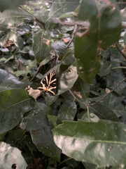 Euplagia quadripunctaria