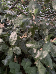 Euplagia quadripunctaria