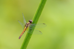 Erythrodiplax justiniana