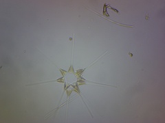 Asterionellopsis