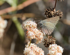 Satyrium saepium