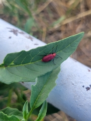 Rhyphonemognatha rufa