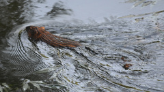 Ondatra zibethicus