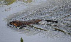 Ondatra zibethicus
