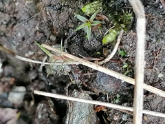 Acantholycosa lignaria