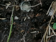 Acantholycosa lignaria