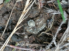 Acantholycosa lignaria