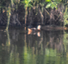 Tadorna ferruginea
