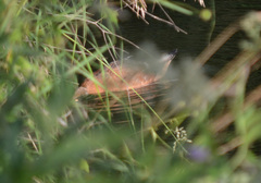 Tadorna ferruginea