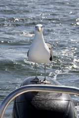 Larus dominicanus vetula