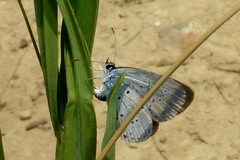 Cupido alcetas