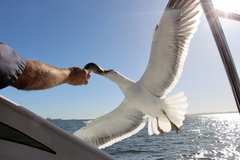 Larus dominicanus vetula