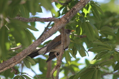 Turdus rufopalliatus graysoni