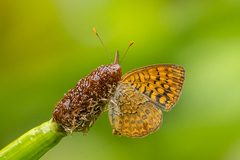 Antillea pelops