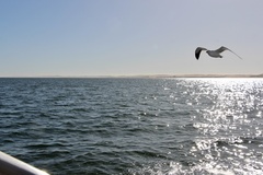 Larus dominicanus vetula