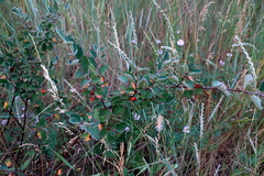Cotoneaster alaunicus