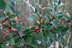 Cotoneaster alaunicus