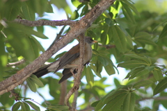 Turdus rufopalliatus graysoni